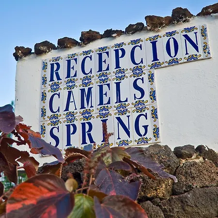 Camel's Spring Club *